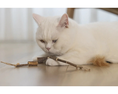 En vit katt ligger på golvet och leker med en leksak av trä.