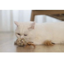 Vit katt med leksaksboll på golvet