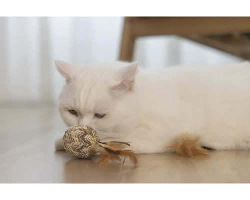 Vit katt med leksaksboll på golvet