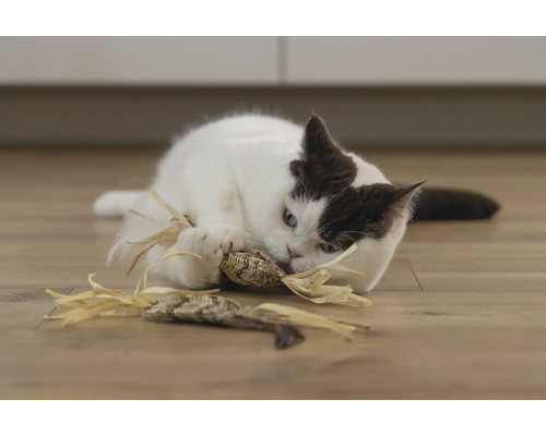 En katt leker med en kattleksak på golvet.