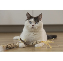 Katt med kattleksak på golvet