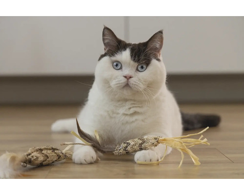 Katt med kattleksak på golvet