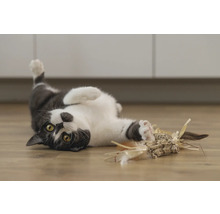 Lekande katt med kattleksak på golvet