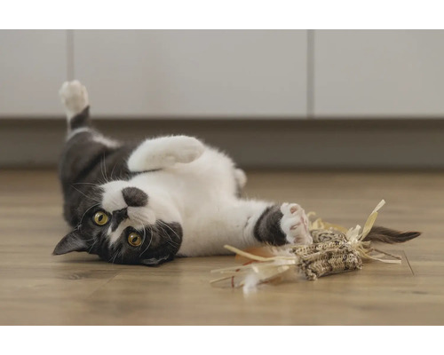 Lekande katt med kattleksak på golvet