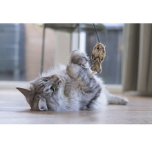 Lekfull katt med fiskleksak på golvet