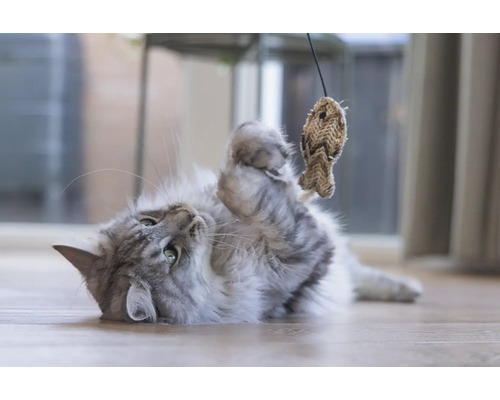 Lekfull katt med fiskleksak på golvet