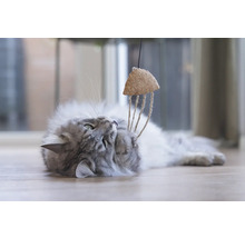 Grå katt leker med kattleksak av kork och rep