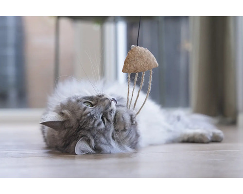 Grå katt leker med kattleksak av kork och rep