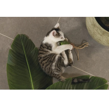 En ung kattunge leker med en leksak på ett blad