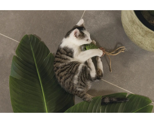 En ung kattunge leker med en leksak på ett blad