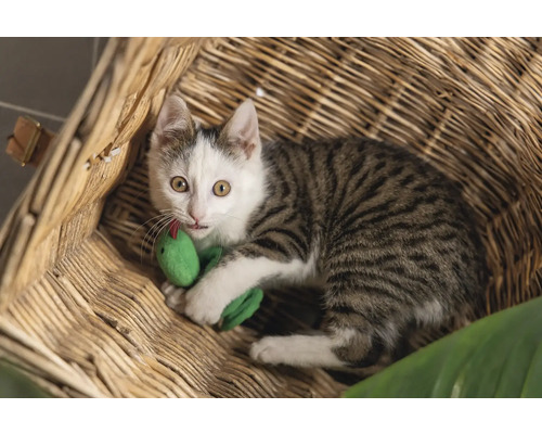 En randig katt med en leksaksorm i en korg.