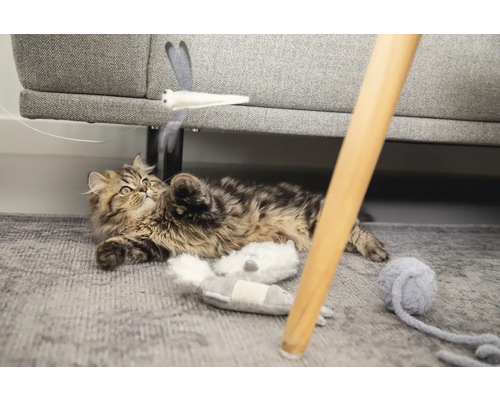 Lekfull katt på en matta med leksaker