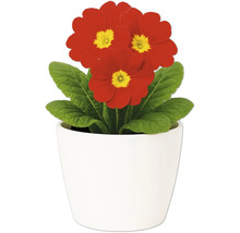 Gullviva i vit blomkruka