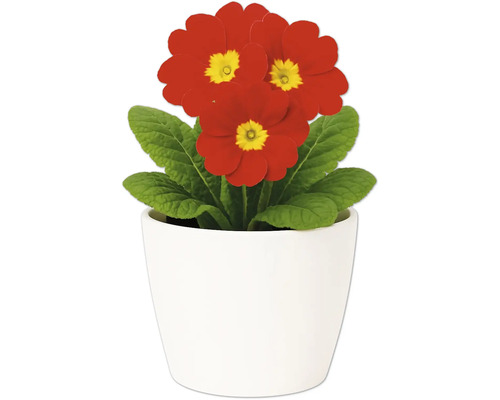 Gullviva i vit blomkruka