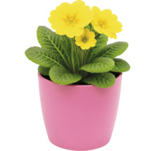 Gul primula i kruka