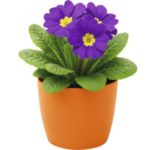 Vårprimula med violetta blommor i kruka