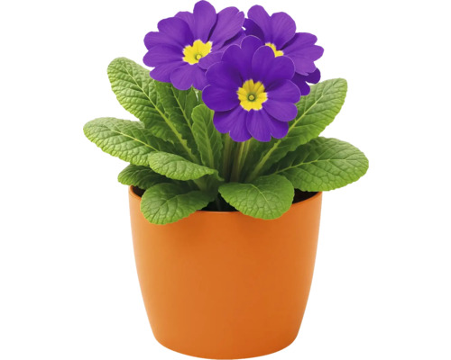 Vårprimula med violetta blommor i kruka