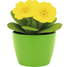 Gul primula i grön kruka