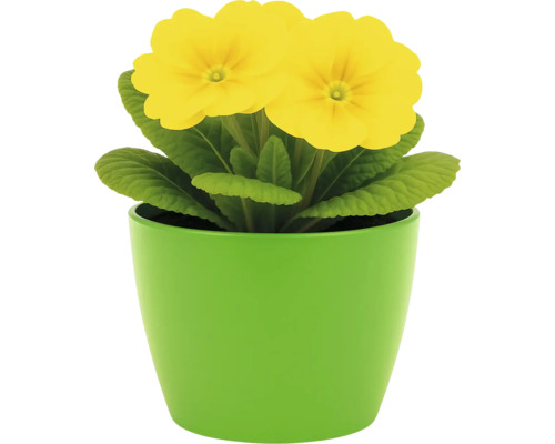 Gul primula i grön kruka