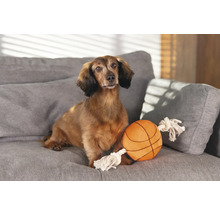 Tax sitter med leksaksboll på en soffa