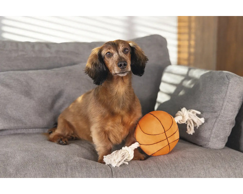 Tax sitter med leksaksboll på en soffa