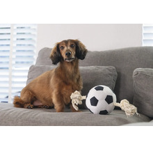 Tax sitter bredvid en fotboll i tyg på en soffa