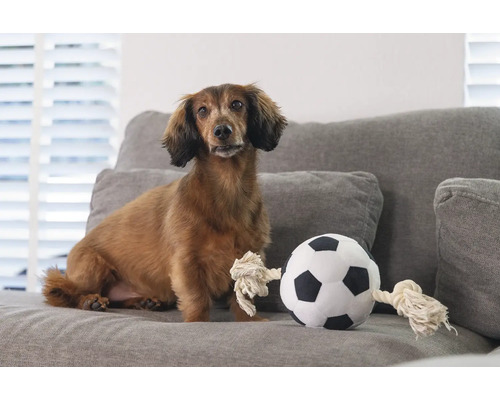 Tax sitter bredvid en fotboll i tyg på en soffa