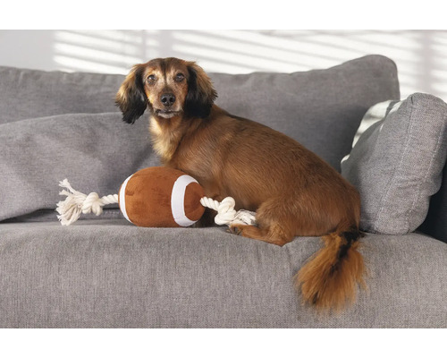 Tax sitter med leksaksfotboll på en grå soffa.