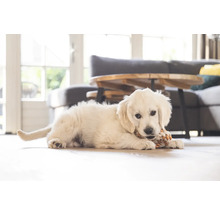 Ett ljust rum med en Golden Retriever valp som ligger på golvet och tuggar på en leksak.