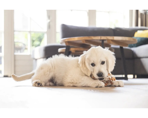 Ett ljust rum med en Golden Retriever valp som ligger på golvet och tuggar på en leksak.