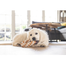 En golden retriever-valp ligger på golvet och tuggar på en leksak.