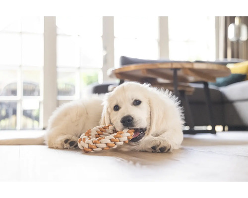 En golden retriever-valp ligger på golvet och tuggar på en leksak.