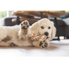 Valp med leksak av rep