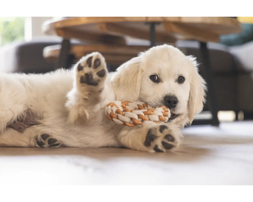 Valp med leksak av rep