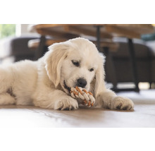 En Golden Retriever valp tuggar på en leksak av rep.