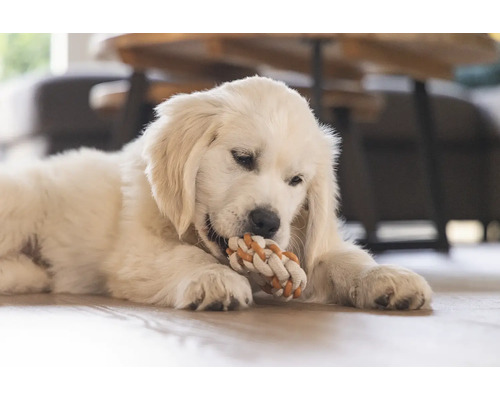En Golden Retriever valp tuggar på en leksak av rep.
