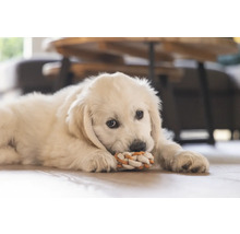 En Golden Retriever-valp ligger på golvet och leker med en leksak av rep.