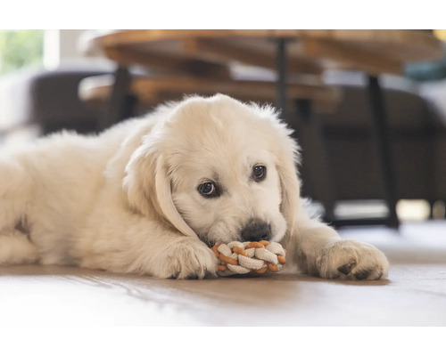 En Golden Retriever-valp ligger på golvet och leker med en leksak av rep.