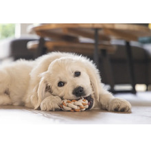 En ung golden retriever ligger på golvet och tuggar på ett knutrep