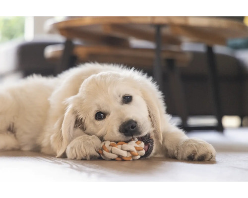 En ung golden retriever ligger på golvet och tuggar på ett knutrep