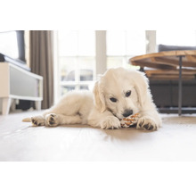 Ett ljust rum med en golden retriever valp som ligger på ett trägolv och tuggar på en leksak.