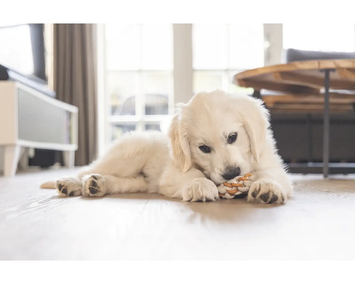 Ett ljust rum med en golden retriever valp som ligger på ett trägolv och tuggar på en leksak.