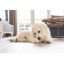 Golden Retriever valp ligger på golvet och leker med en leksak av rep.