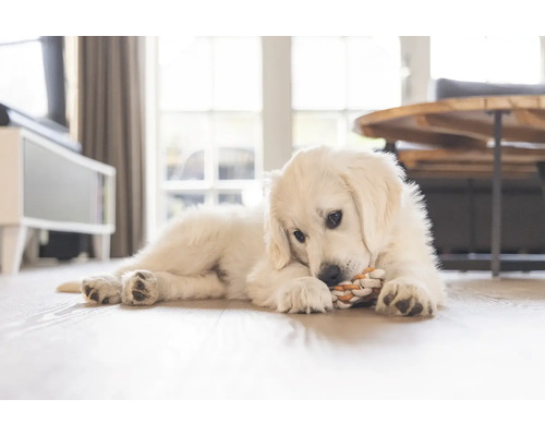 Golden Retriever valp ligger på golvet och leker med en leksak av rep.