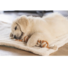 En Golden Retriever-valp ligger på en filt och tuggar på en leksak.