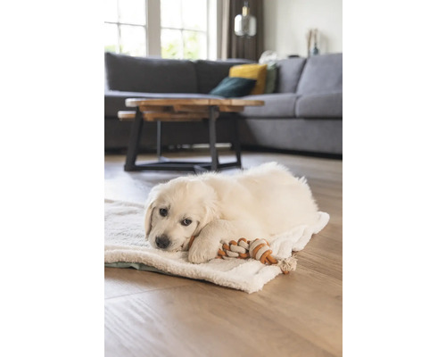 Ett ljust vardagsrum med en Golden Retriever-valp som ligger på en mjuk filt och leker med en leksak av rep