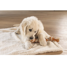 Golden Retriever valp leker med en leksak av rep på en filt