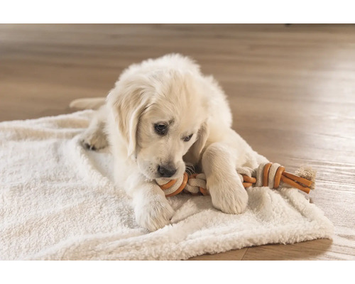 Golden Retriever valp leker med en leksak av rep på en filt