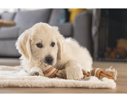 En ljus Golden Retriever-valp ligger på en matta och tuggar på en leksak av rep.