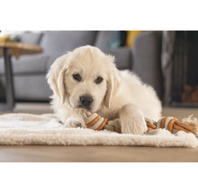 Golden Retriever valp ligger på en matta och tuggar på en leksak